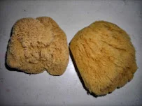 Aegean Sponge Co - Flooring showroom 4