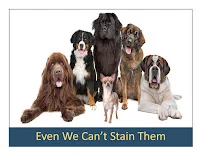 Dayton Carpet - Flooring showroom 4